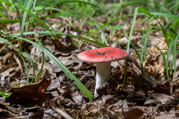 Russula emetica, commonly known as the sickener, emetic russula, or vomiting russula, is a basidiomycete mushroom - obrazy, fototapety, plakaty