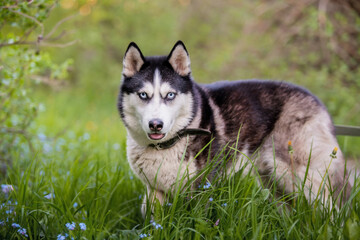 Black and white siberian husky is standing. Happy dog on the natural landscape. Blue eyes.