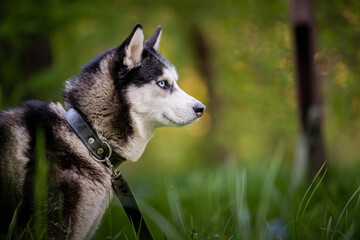 Black and white siberian husky is standing. Happy dog on the natural landscape. Blue eyes.
