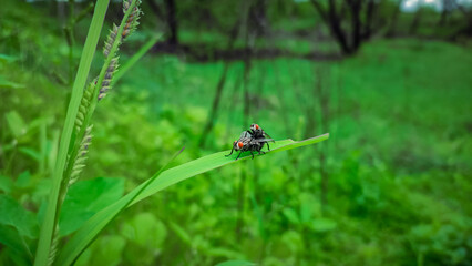 Two flies mating on a green leaf