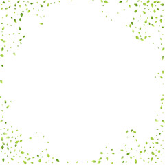 Leaves Green Falling Flying Foliage Leaf Tea Mint