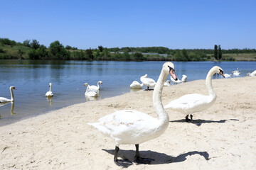 Swans on beach of pond