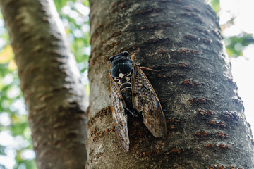 close up of cicada (large brown cicada)