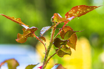 aphid on a rose, a parasite on a young shoot of a rose