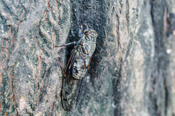 close up of cicada (Meimuna opalifera)