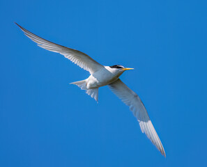 Little Tern in flight