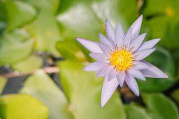 This beautiful waterlily or lotus flower is complimented by the rich colors of the deep blue water...