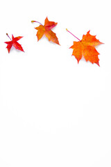 Vertical background of yellow maple leaves with space for text on a white background. Autumn Leaf Background