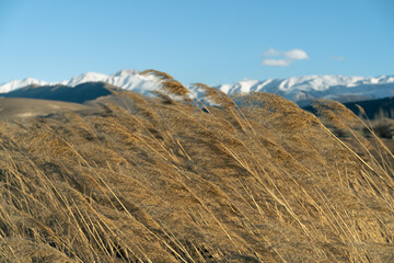 Reeds leaning in the wind. Mountain and sky landscape at the background.