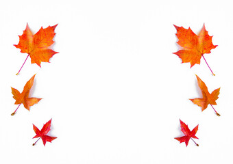 Background of yellow maple leaves with space for text on a white background. Autumn Leaf Background