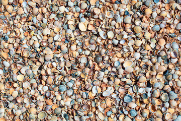 Sea Shells Seashells from tropical beach as background