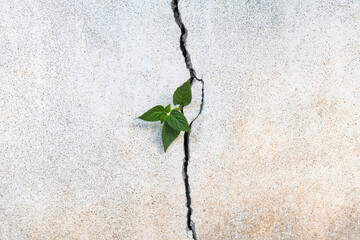 Young plant growing through cracked wall