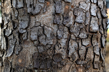 Background of tree bark texture