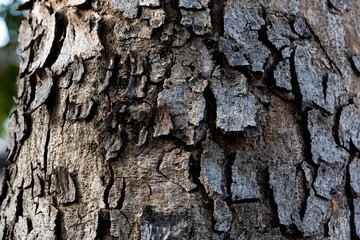Background of tree bark texture