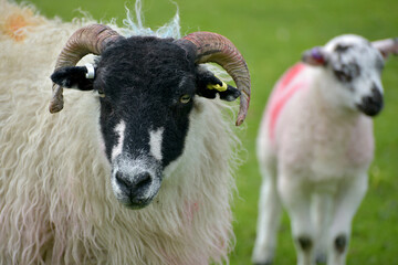 Fototapeta premium Sheep in Wharfedale in Yorkshire Dales