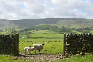 Sheep in Wharfedale in Yorkshire Dales