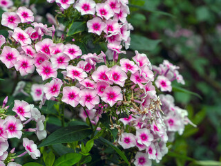 Naklejka premium Purple-pink phlox close-up on a background of green leaves. Colorful floral background with phlox.