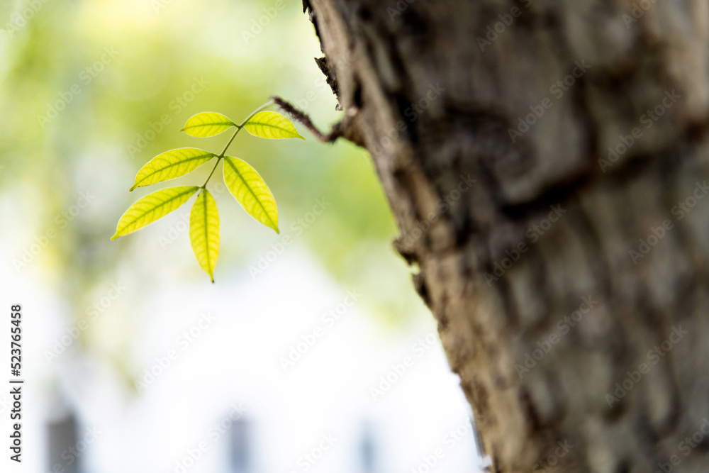 Wall mural New bud growing from tree trunk