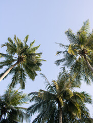 Tall palm trees growing on an exotic tropical island on background of bright blue sky. Copy space. Travel, vacation relax content