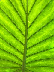 Exotic leaf