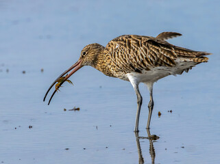 Curlew catches a crab