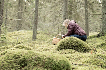 Woman in warm outdoor jacket with a basket picking mushrooms in the forest. Photo taken in Sweden.