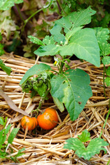 Pied d'aubergine