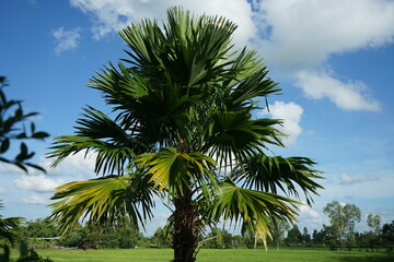 Naklejka premium trees and sky during daytime