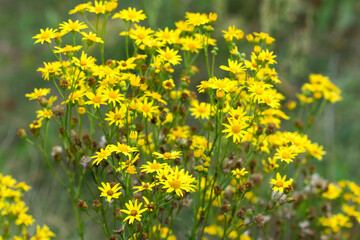 Obraz premium Sedum acre, goldmoss stonecrop flowers closeup selective focus