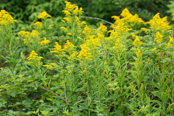 Solidago canadensis,  Canada goldenrod yellow flowers closeup selective focus
