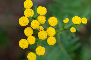 tansy, bitter buttons, cow bitter yellow flowers closeup selective focus