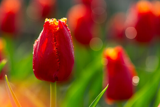 blooming red tulips. beautiful floral nature background in spring. easter holiday flower decoration