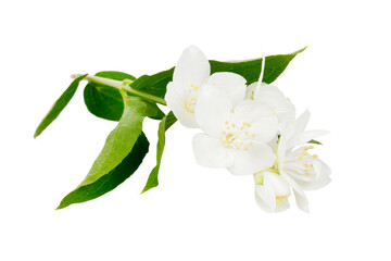 Blooming jasmine branch on a white background, close-up.