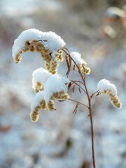 dry grass covered with snow, outdoor close up view in a winter season