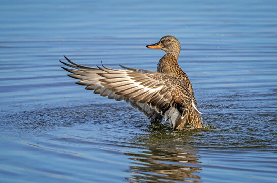 Gadwall Duck