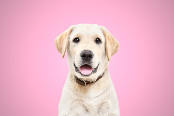 Portrait of a cute labrador puppy on a pink background