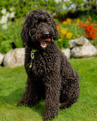 Labradoodle Dog 