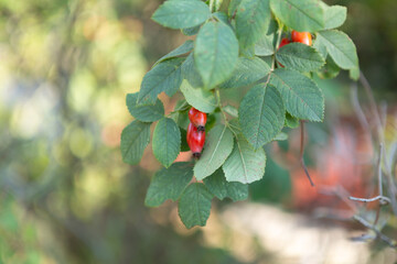 Rosehip branch with fruits