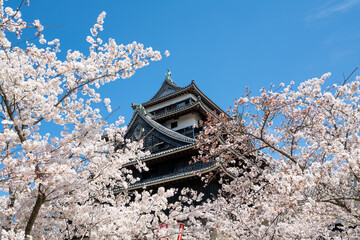 松江城と桜のイメージ