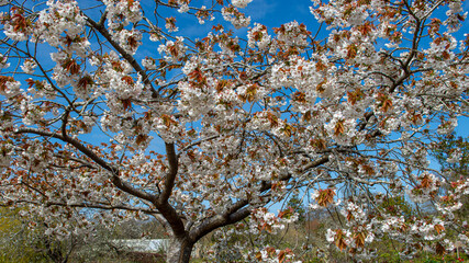Blossom