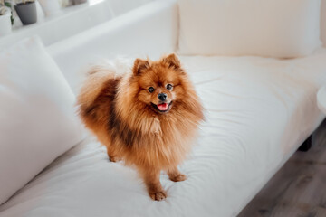 Pomeranian spitz dog at home