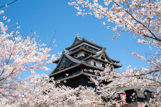 松江城天守閣と桜のイメージ