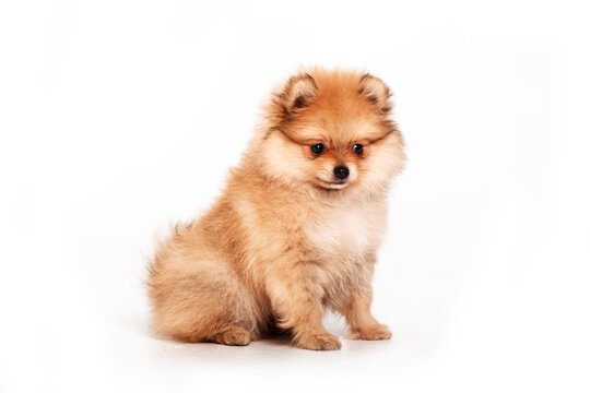 Pomeranian puppy isolated on white background