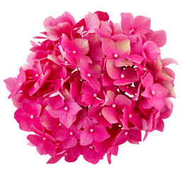  inflorescence of pink hydrangea isolated on transparent background with white