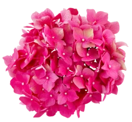 Zelfklevend Fotobehang  inflorescence of pink hydrangea isolated on transparent background with white © Line