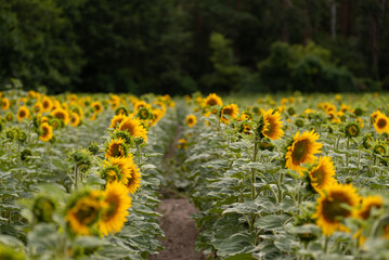 field of sunflowers in poland summer yellow flowers forest