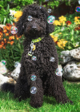 Labradoodle Dog 
