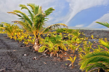 Plant growing on the lavas