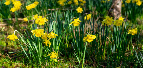Daffodil's