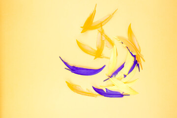 Beautiful decorative feathers on a yellow background. Close up.